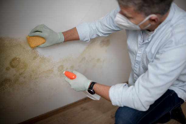 Best Mold Removal Company Near Me  in Dowagiac, MI