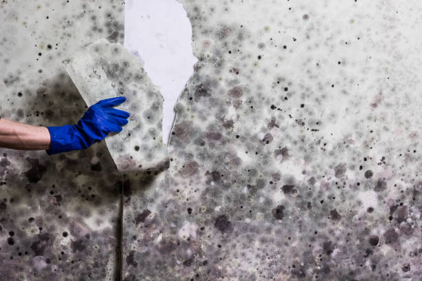 Best Home Mold Removal  in Dowagiac, MI
